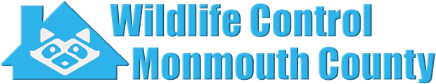 Monmouth County Wildlife and Animal Removal